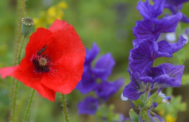 Apartment in Montbrun-les-bains Near Forest - Foto 55