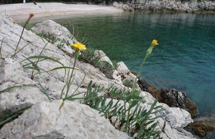 Apartments Plavčić - Foto 33