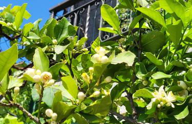 Casa Intignano - Camera con bagno e portico vista lago - Foto 21