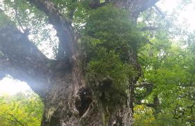 CASA MUNIELLOS - Foto 33