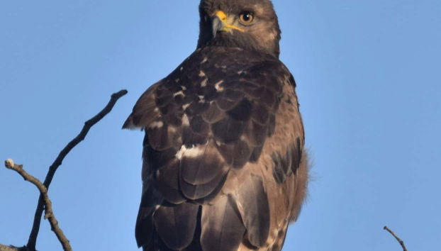 Águila en Oudtshoorn
