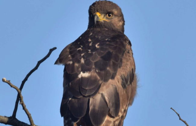 Avistamiento de aves en Oudtshoorn - Foto 4