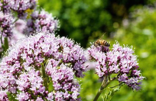 The Shire Luxury Converted Horse Lorry with private hot tub Cyfie Farm - Foto 14