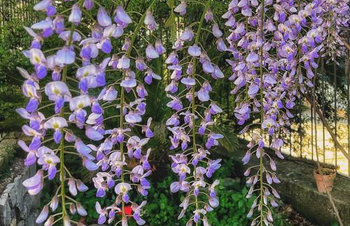 Casa Vacanze Villa Marisol - Foto 13