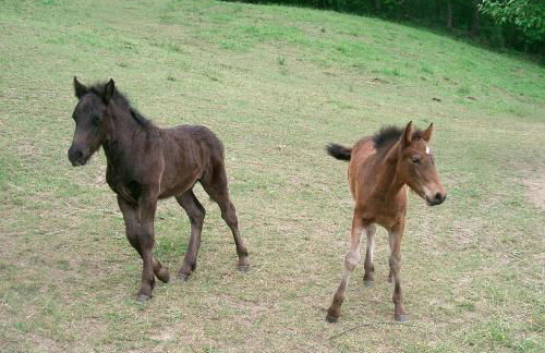 Agriturismo Le Querciole - Photo 47