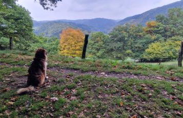 VivaNatura Eifelferienappartement - Photo 23