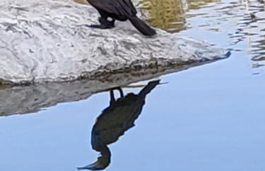 T2 climatisé à 500m de la plage sur la presqu'ile de Saint Mandrier sur Mer - Photo 29