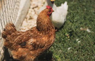 Casa di Voz Suites complex & free gym services by "elite" - Foto 73