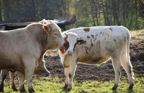 Die Spreewaldbetten - Bauernhof - Photo 10