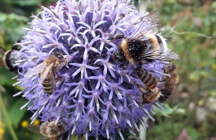 Gartentraum - Foto 27