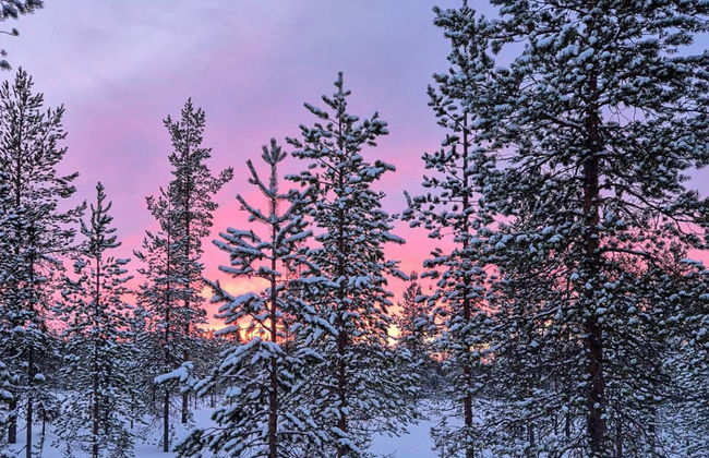 Päivänsäde 8 lapinkulta - Photo 8