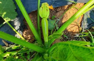 Natureza, paz no sítio - Foto 20