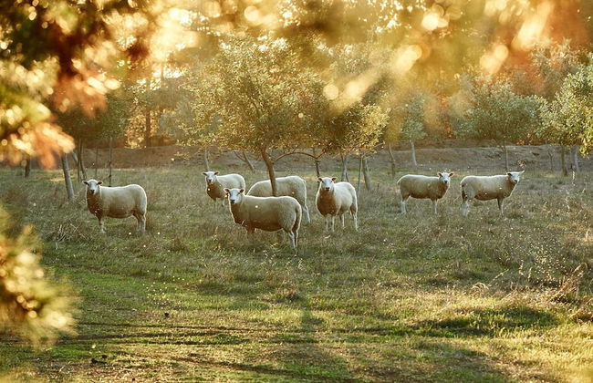 Olio Bello Lakeside Glamping - Foto 20