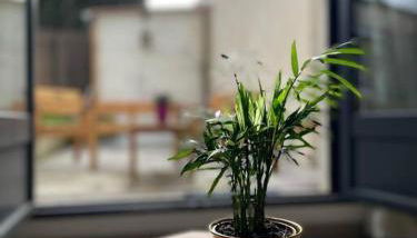 Studio Cosy Fleur de Lys - Foto 5