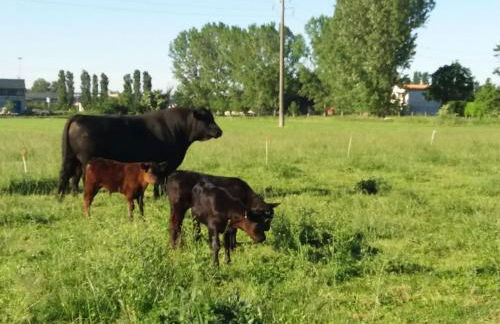 Agriturismo Cascina Pezzolo - Foto 19