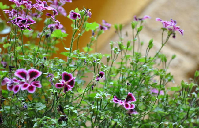 La Nuova Girgenti - Foto 29