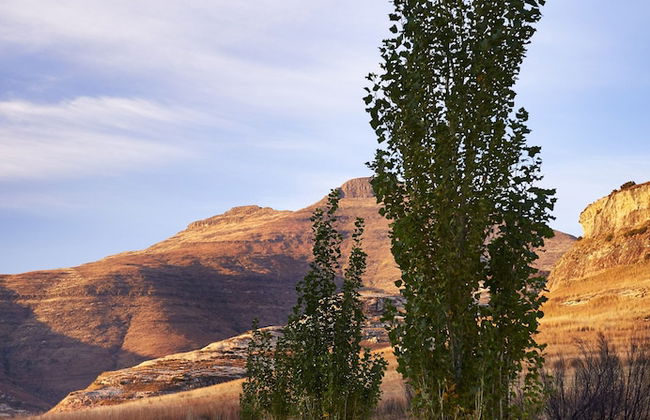 Dynasty Red Mountain Ranch - Photo 32