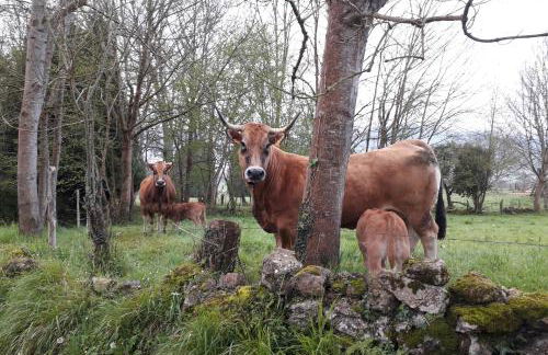 Casa de Aldea en el concejo de Nava, en el centro de Asturias - Foto 29
