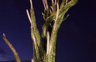 Garden Cactus - Foto 47