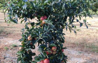 Quinta Damigo - Foto 51