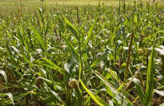 Agroturystyka Sominy - Foto 35