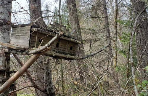 Mt Rainier Little Green Cabin On Big Creek! - Foto 30