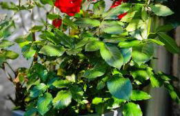 Gîte et SPA Chez Jules - Foto 29