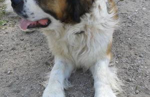 Agroturystyka 'Pod dębem' - Foto 6