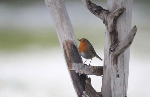 Le Ponton des Sympetrums - Foto 45