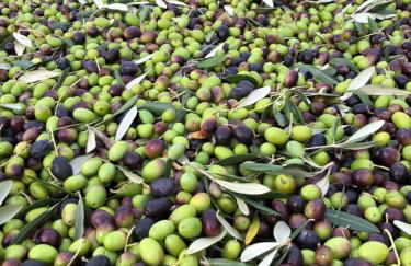 Podere Ghiole - Foto 14