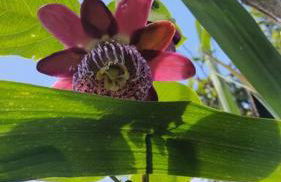 Sítio Vida - Photo 34