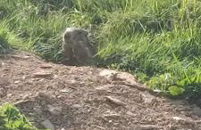 Saint-Sorlin D'Arves pied des pistes 310km de pistes tous niveaux - Photo 35