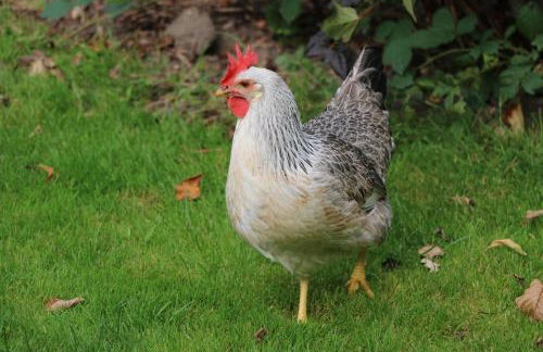 Hof Osterholz - Foto 28