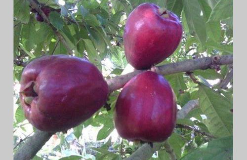 Quitinetes Rusticas Junto a Natureza - Bruxas e Bruxos - Foto 44