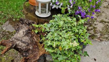 Casa all’antica fontana - Foto 4, Garden