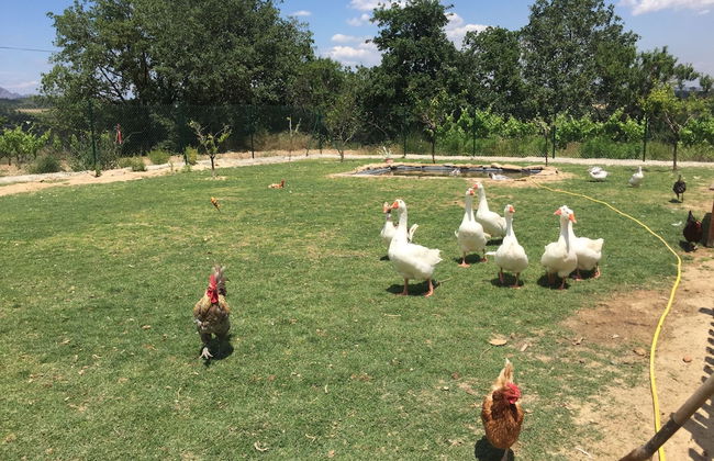 Masia Can Canyes & Spa - Foto 65