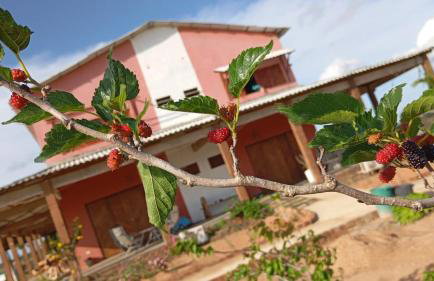 Fazenda Terra Bonita - Foto 4