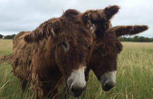 Maison rétaise au cœur du village d'Ars en ré - Foto 59