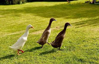 Torridge House Cottages - Foto 43