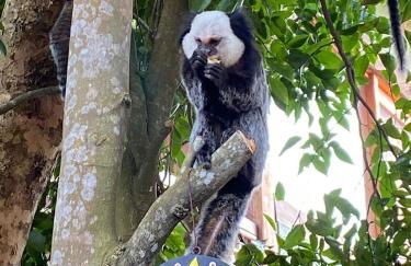 Quinta dos Samaniego - Chalés Rústicos e Suítes - Foto 12