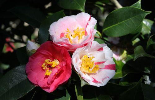La Camelia d'Oro - Foto 45