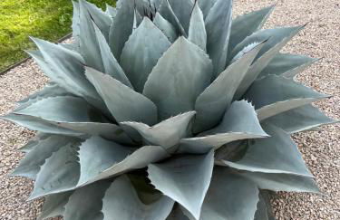 Le Vieux Platane - Foto 28