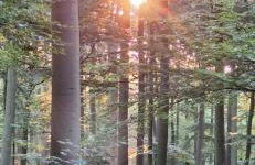 Traumhaftes Reetdachhaus "Grote Eken" in der Lüneburger Heide - Foto 43