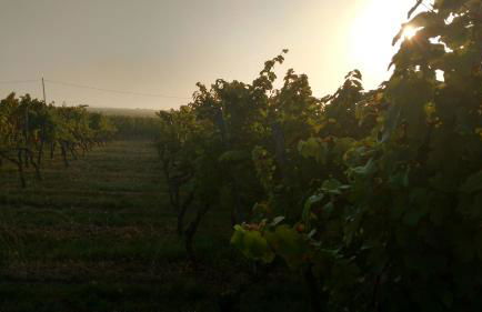 Weingut Will & Würz Riesling - Foto 8