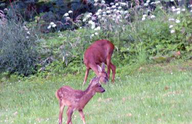 Woodburn ground-floor apartment in quiet setting in Pitlochry - Foto 32