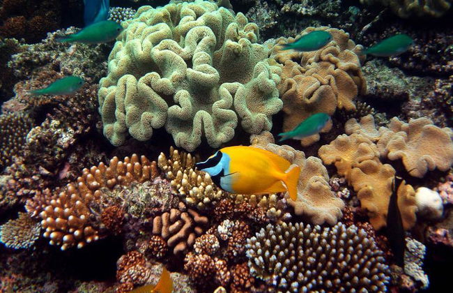 Wavedancer Low Isles Cruise from Port Douglas - Photo 1