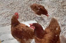 Quinta Da Bolota double room - Foto 29