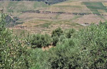 maison du olival - Foto 38