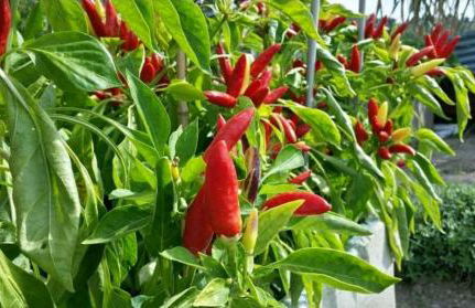 La Casetta nel Bosco - Foto 12