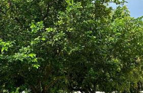 Rancho Piau - Foto 49